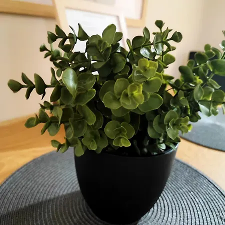 Apartamento Corto Kraljevo