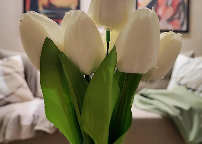 Corto 아파트 크랄레보